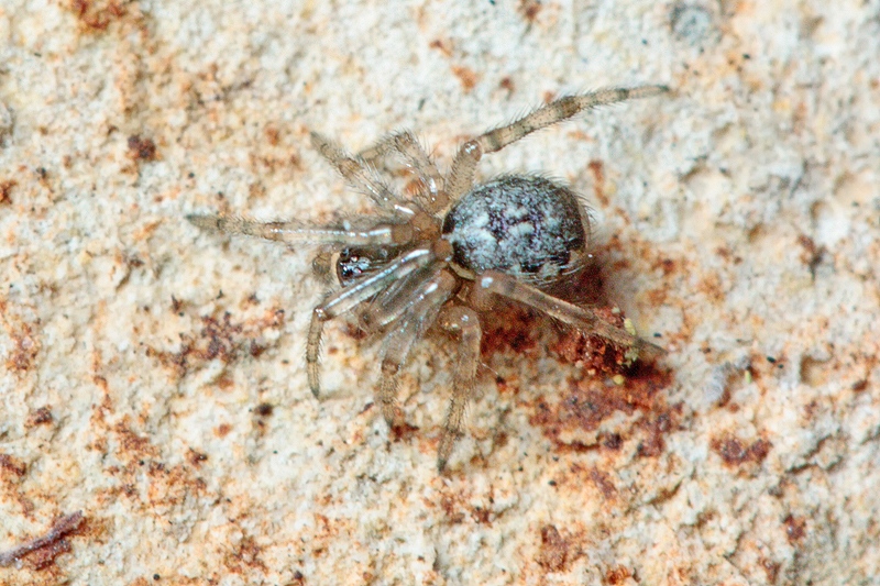 Enoplognatha sp. - Malta